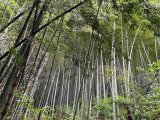 タケノコ掘り♪