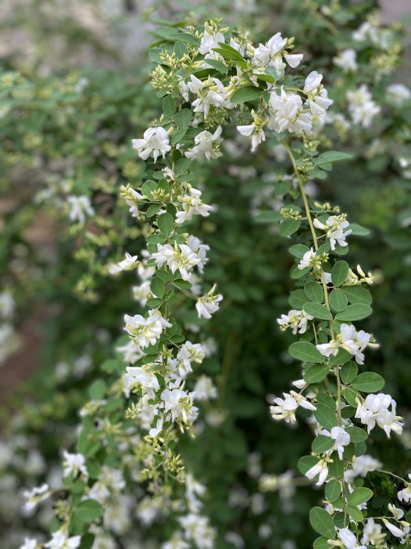 白い萩の花