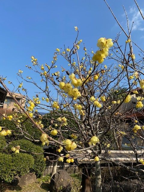 梅の花一輪♪