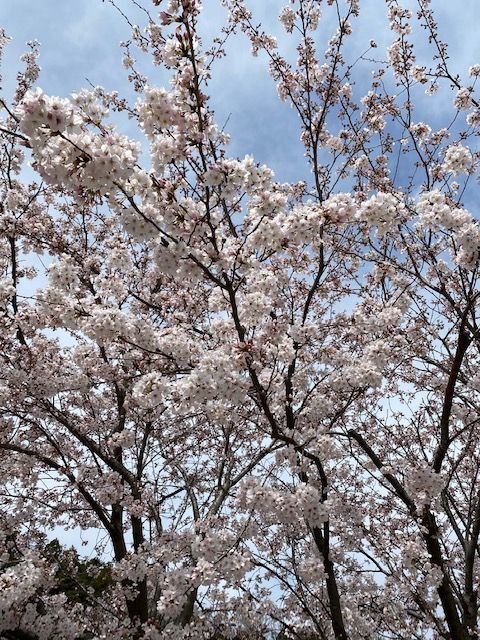 桜が八分咲き♪