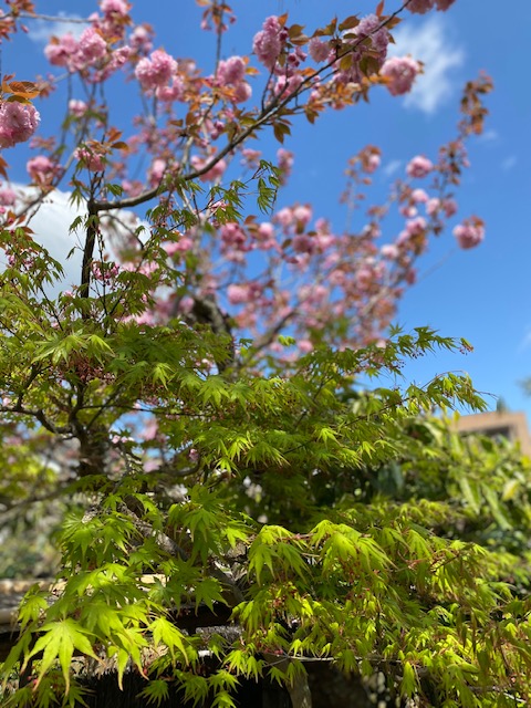 田んぼと白い桜