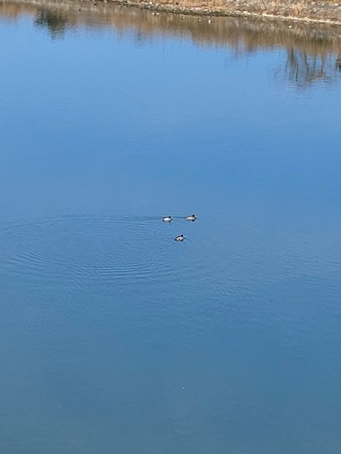 今年もよろしくお願いします。