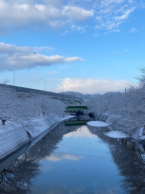 雪化粧した桜の木♪