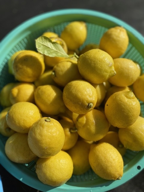 レモンの収穫♪