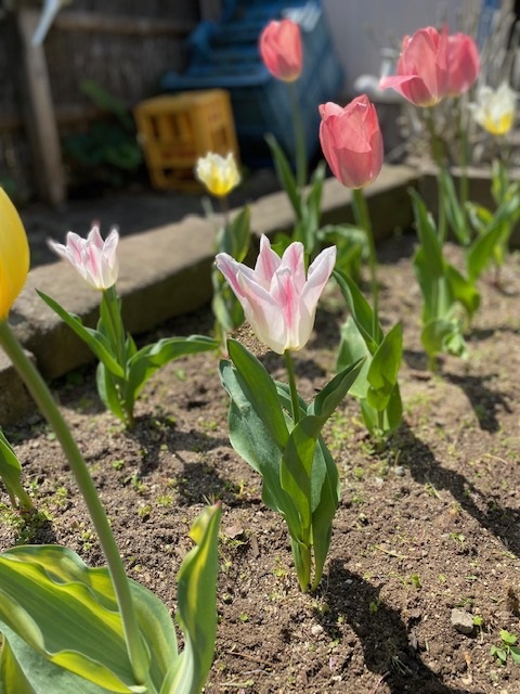 春の花が満開♪