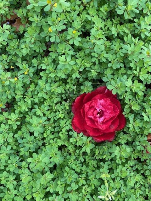 落ちた椿の花とイロハモミジの花♪