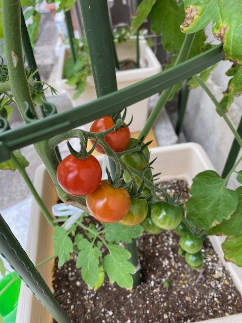 ミニトマト初収穫とフルーツ飴作り♪