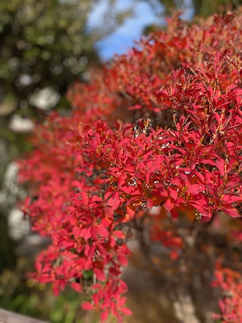 12月と思えない良いお天気♪