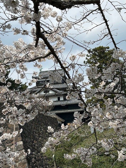 近所（馬橋川）の桜と松江城の桜♪