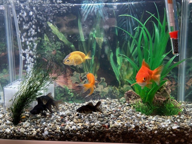 ホームセンターで金魚すくい♪