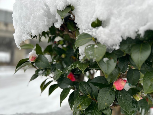 雪の椿と新しい一年